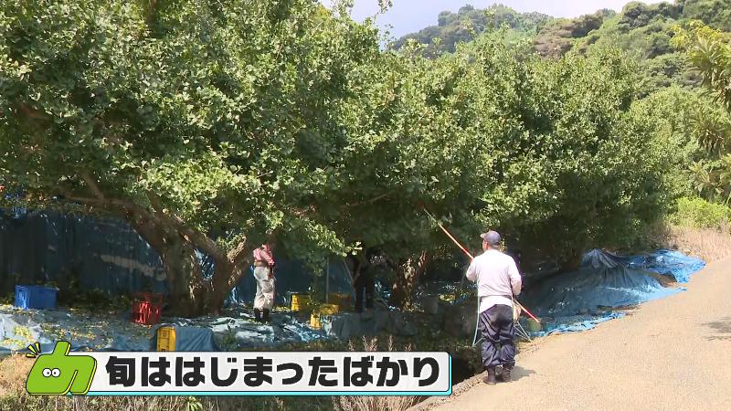 ぎんなんの収穫作業