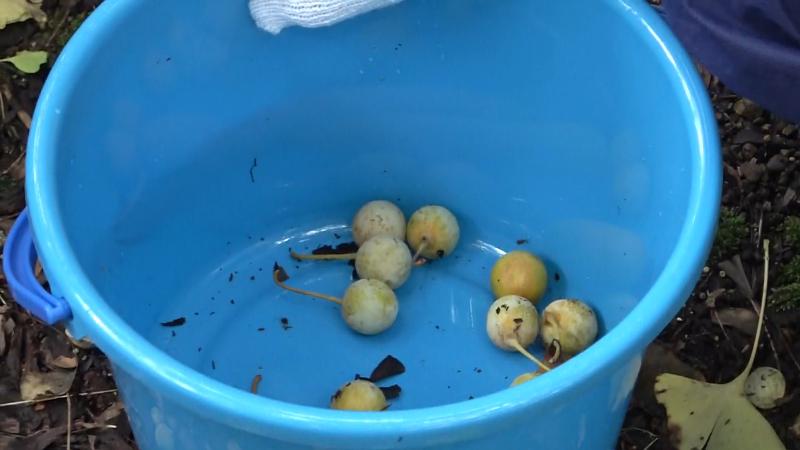 バケツに拾ったぎんなんの実