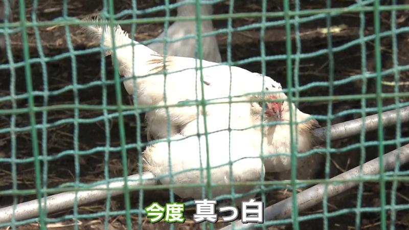 真っ白な羽のニワトリ