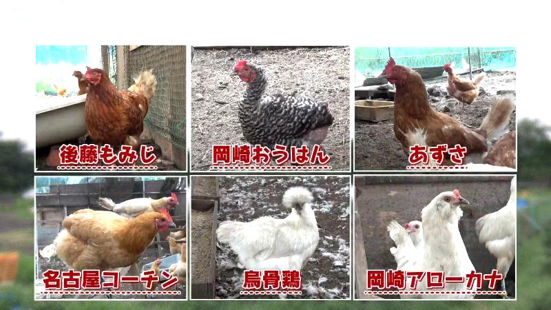 6種類のニワトリ（後藤もみじ・岡崎おうはん・あずさ・名古屋コーチン・烏骨鶏・岡崎アローカナ）