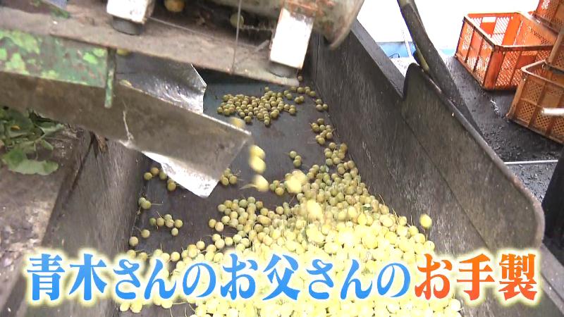 葉を取り除いたぎんなん