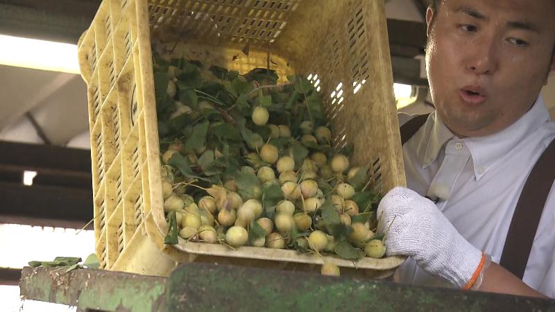 機械に収穫したぎんなんを投入