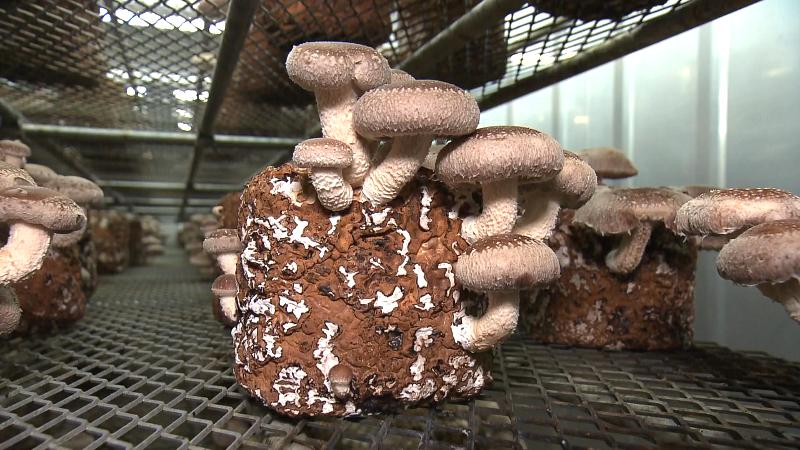 菌床に生えたシイタケ