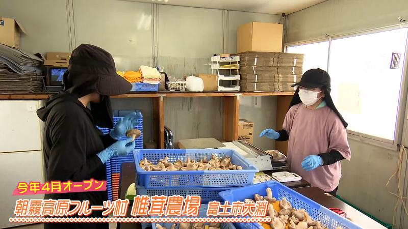 収穫したシイタケ