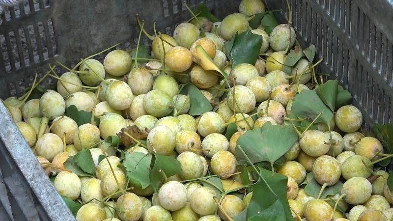 収穫したぎんなん