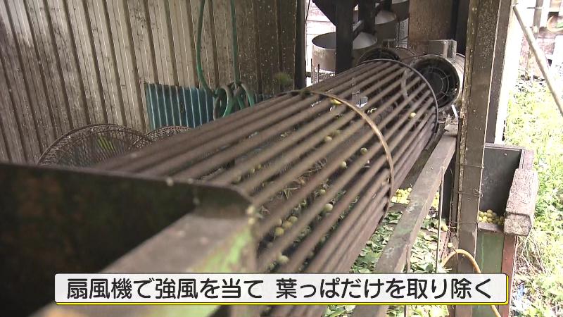 風を当てて葉っぱを取り除く機械