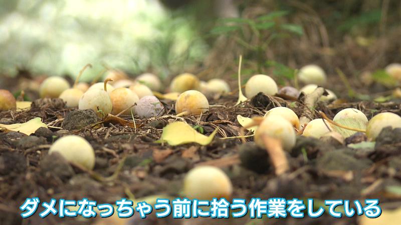 地面に落ちたぎんなん