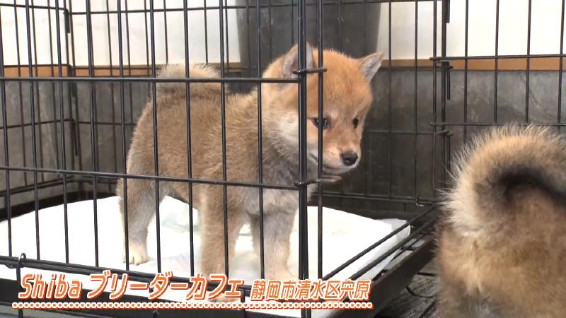 ケージに入る柴イヌ
