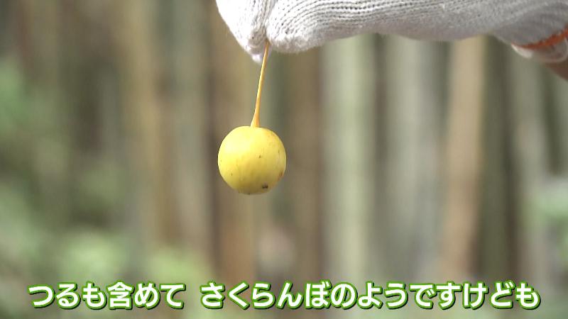 サクランボのようなぎんなんの実