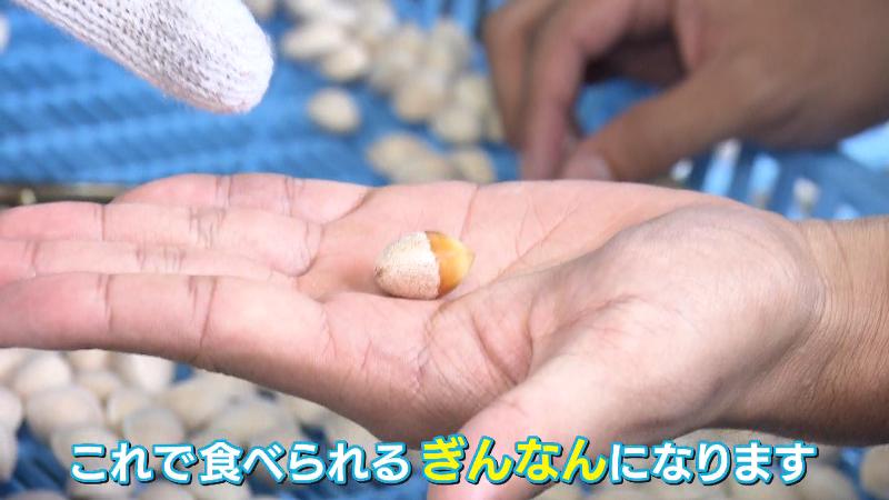 手のひらに乗せたぎんなん