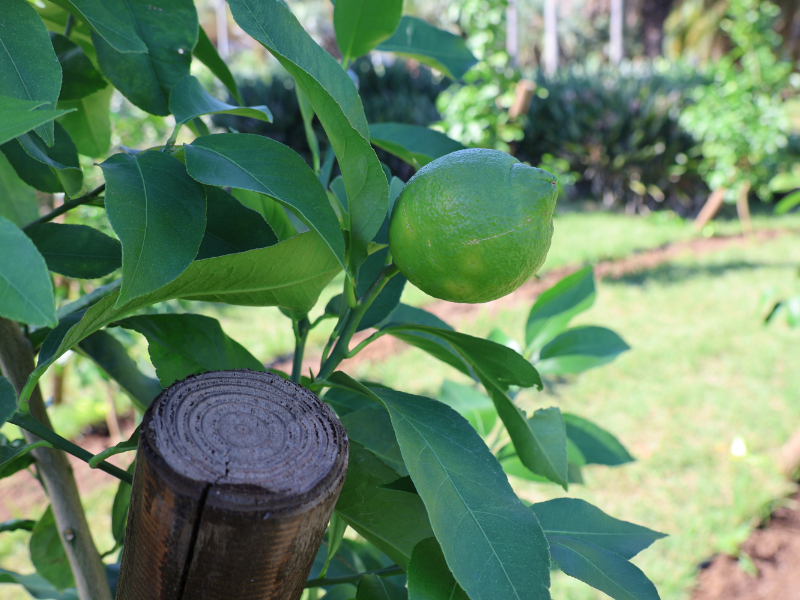 緑色のレモンの実