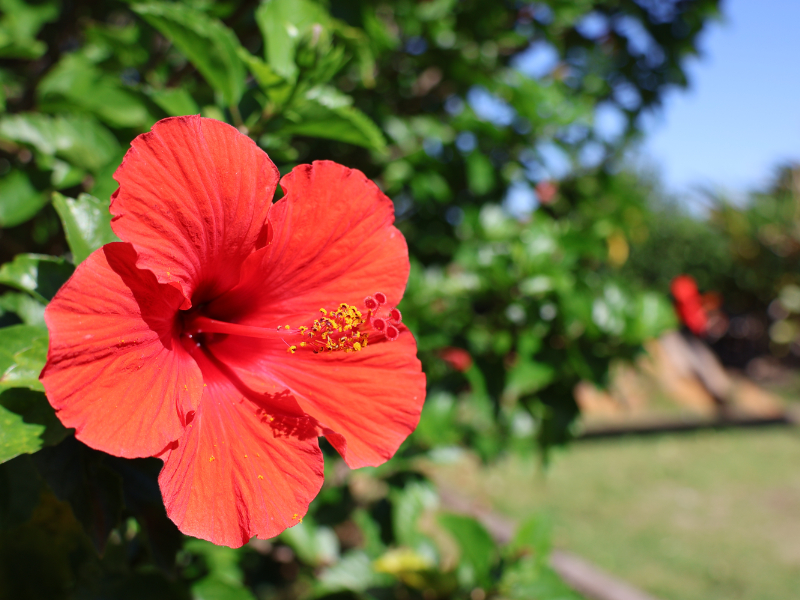 ハイビスカスの花
