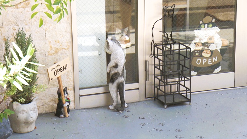 店の中をのぞき込むネコ