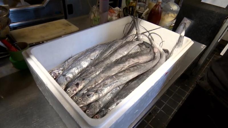 御前崎産のタチウオ