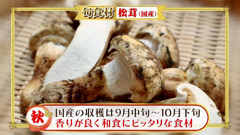 国産マツタケ「収穫は9月中旬～10月下旬」