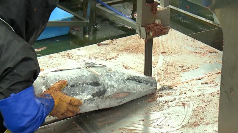 冷凍マグロを切断