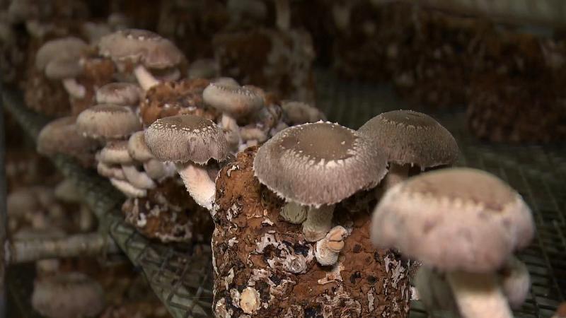 びっしり生えたシイタケ