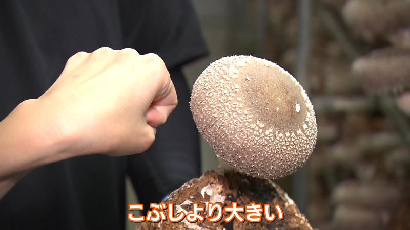 大きなシイタケ