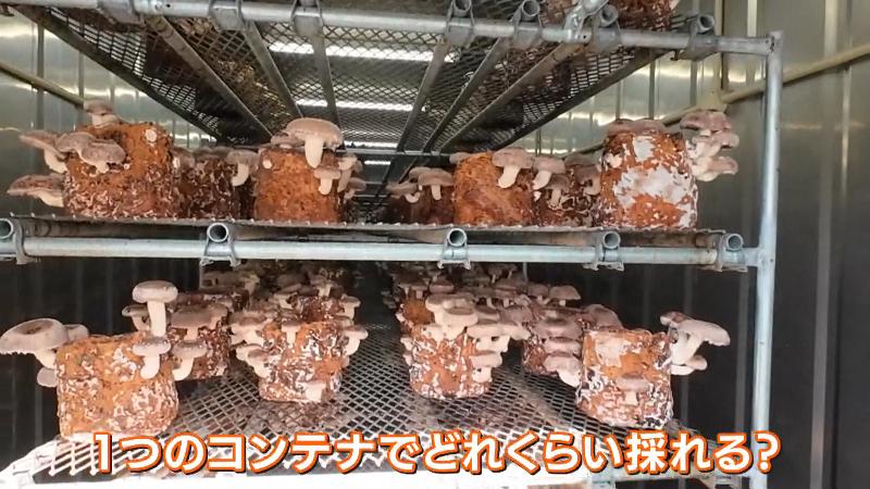 コンテナ内に並ぶ菌床