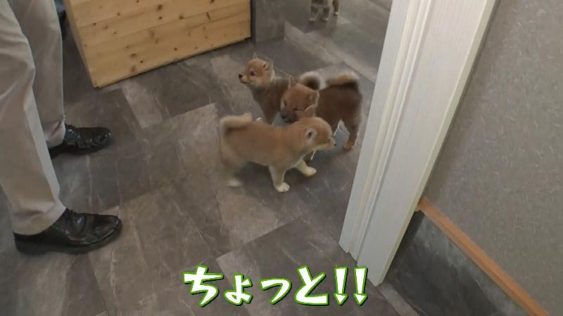 足元に集まる子イヌたち