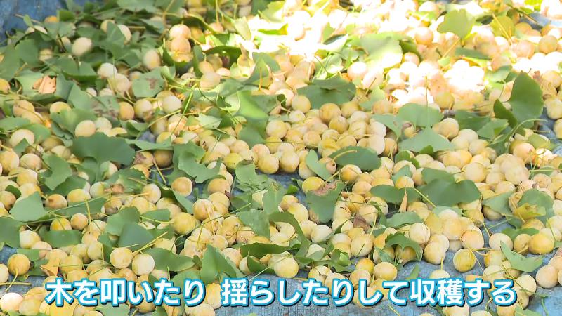 ブルーシートの上につもったぎんなんの実