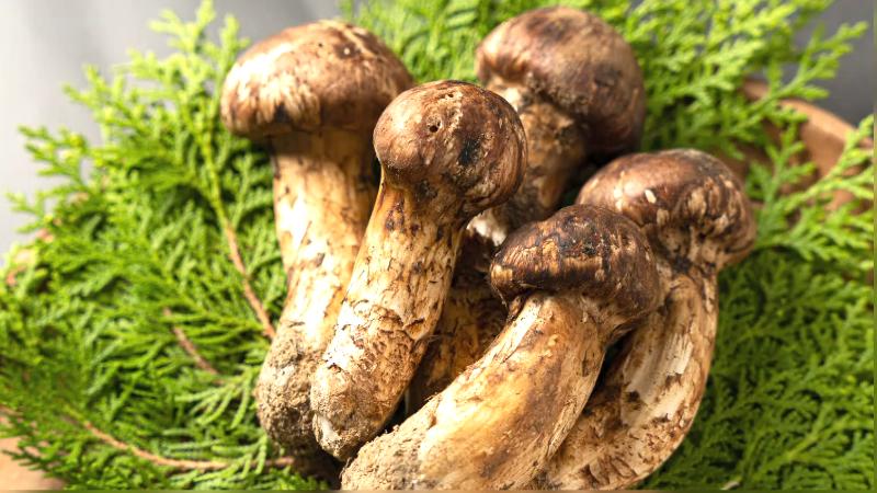 国産のマツタケ