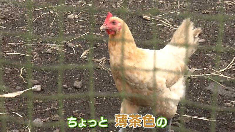 薄茶色の羽をしたニワトリ