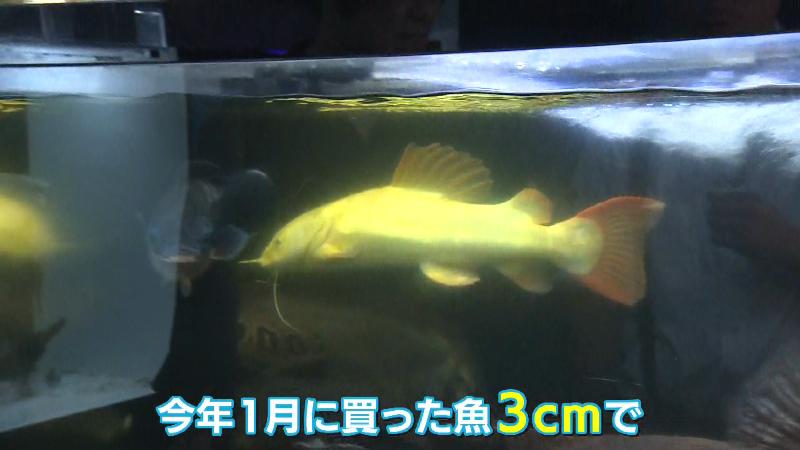 レットテールキャット(アルビノ)