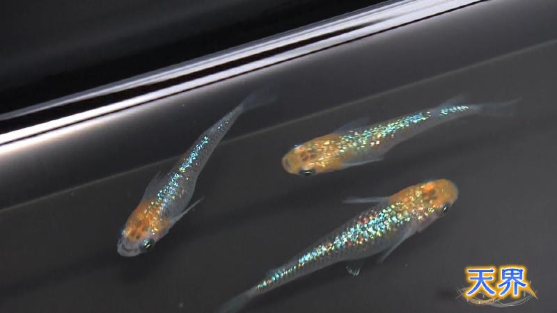 メダカ「天界」