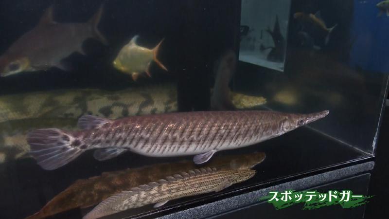 スポッテッドガー