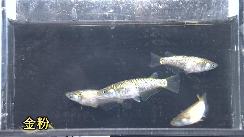 メダカ「金粉」