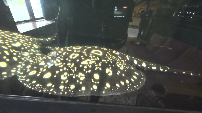 水玉模様が美しいエイ