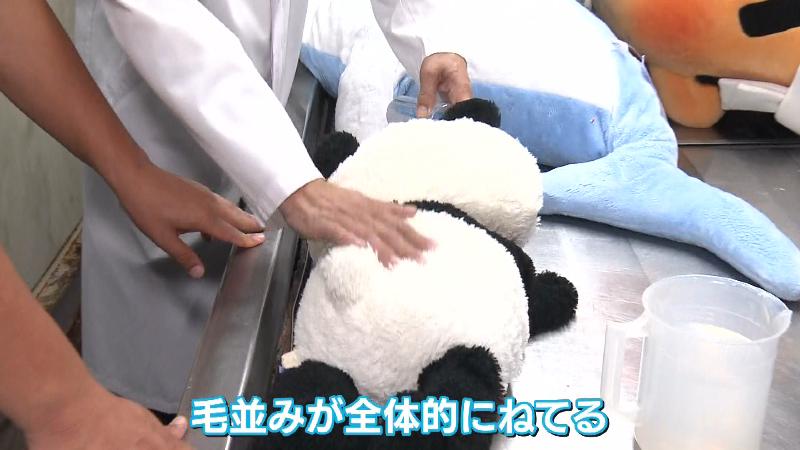毛並みがねているパンダのパンちゃん