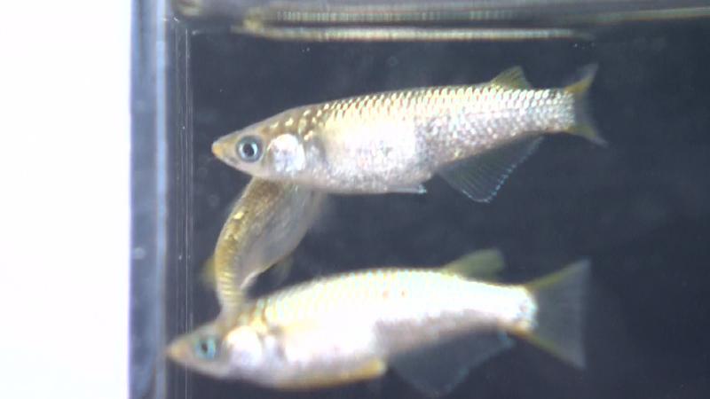 メダカ「金粉」