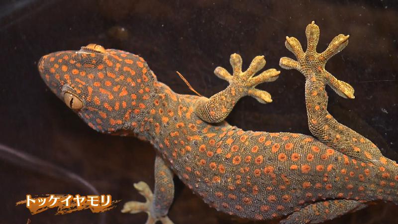 トッケイヤモリ