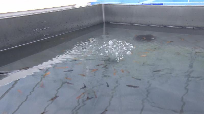 色とりどりのメダカ