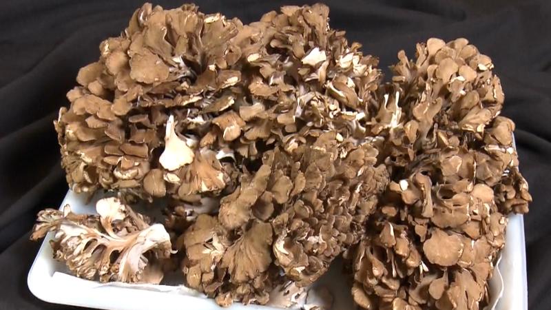 浜松市天竜産のマイタケ