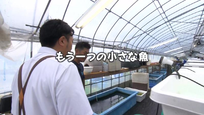 メダカのビニールハウス