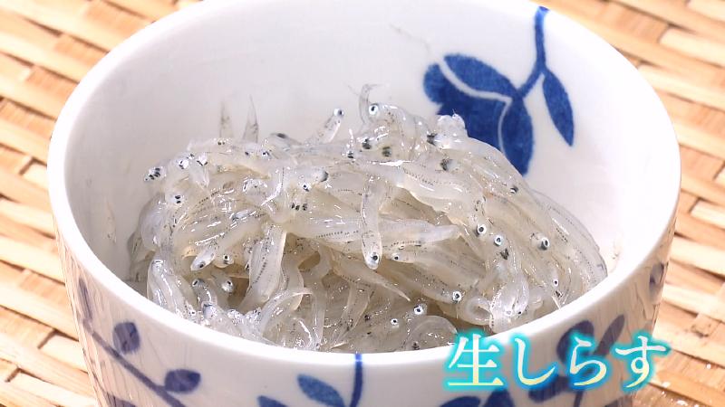生シラス