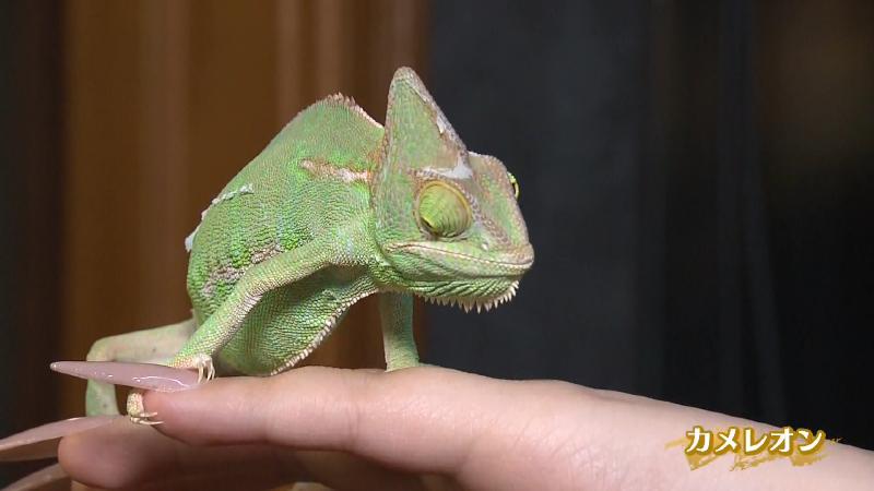 カメレオン