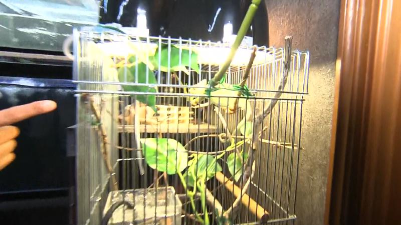 緑に擬態するカメレオン