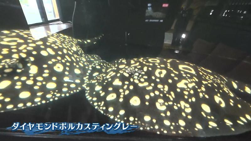 ダイヤモンドポルカスティングレー