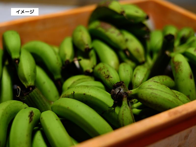イメージ画像　バナナ