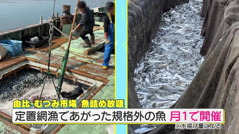 定置網漁であがった規格外の魚