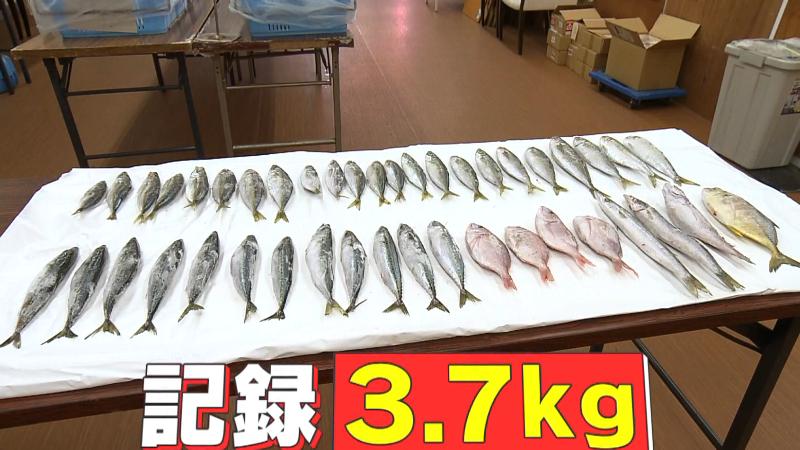 大森アナが獲得した魚たち「記録3．7kg」