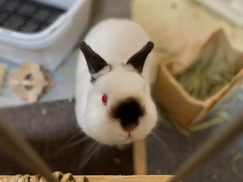 (画像提供：手打ちうどん ゆみうさ)