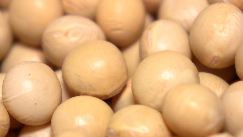 北海道産の丸大豆