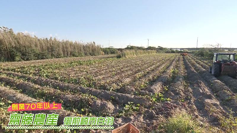 齋藤農産のサツマイモ畑