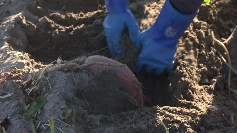 砂地に育つサツマイモ