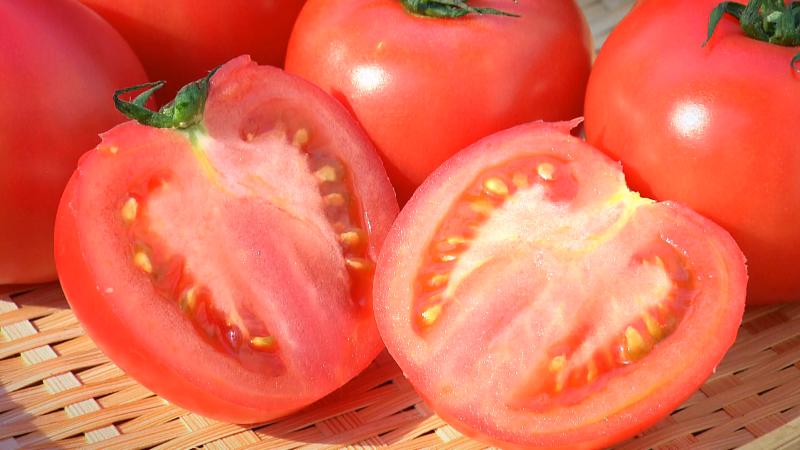 大場さんのハウスで育ったトマト